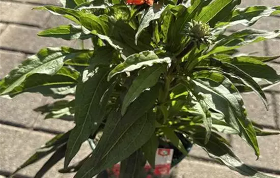 Echinacea purpurea 'SunSeekers Orange' 