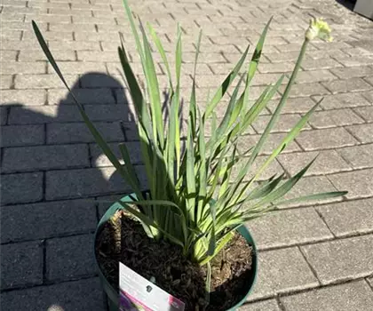Allium Hybride 'Lavender Bubbles' 