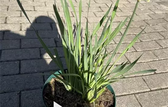 Allium Hybride 'Lavender Bubbles' 