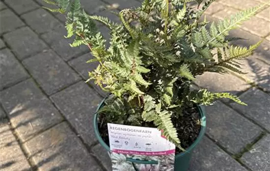 Athyrium niponicum var. pictum 'Red Beauty' 