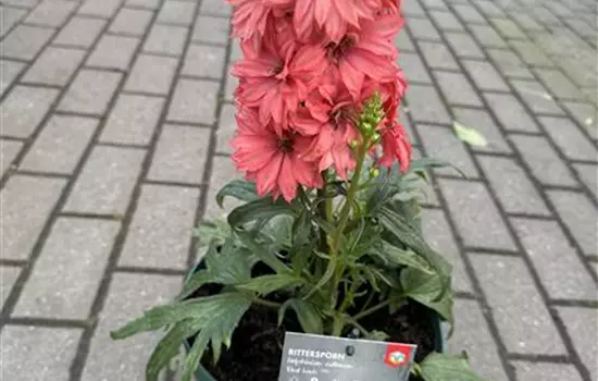 Delphinium x elatum 'Red Lark' 