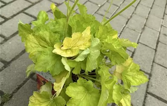 Heuchera x hybrida 'Delta Dawn' 