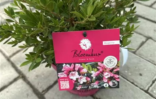 Rhododendron micranthum 'Bloombux Magenta' 