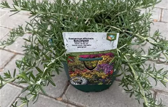 Rosmarinus officinalis 'Blue Cascade' 