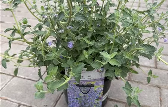 Nepeta x faassenii 'Junior Walker' 