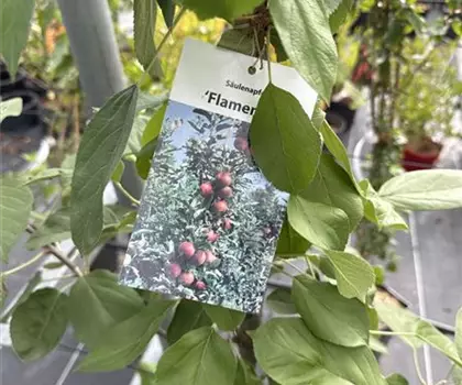Malus domestica 'Flamenco' 