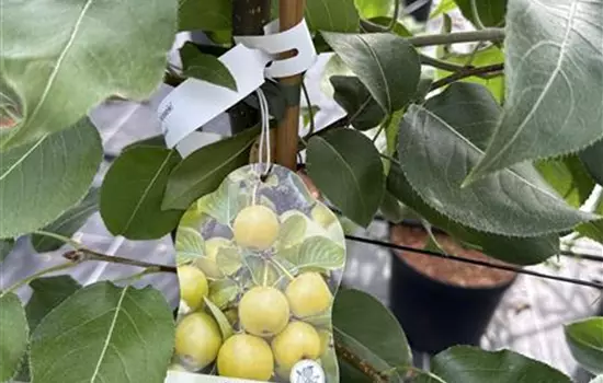 Pyrus pyrifolia 'Nijisseiki' 