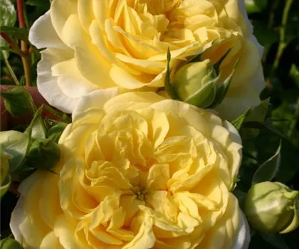 Rosa 'Solero'  Rosa 'Solero'