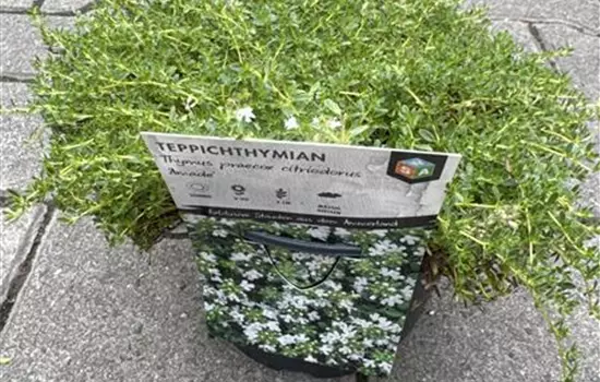 Thymus praecox citriodorus 'Amade' 