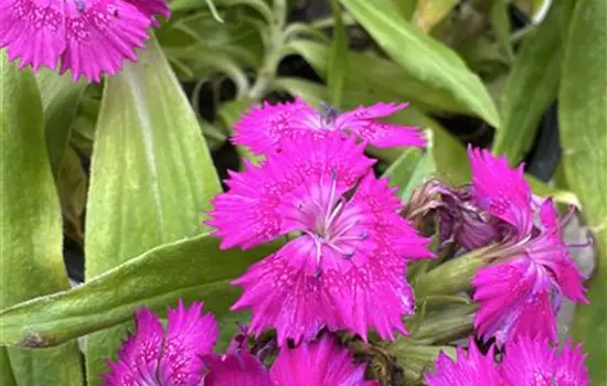 Dianthus barbatus 'Barbarini Rose' 