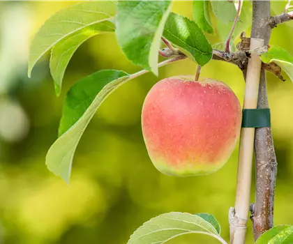 Malus domestica 'Croquella' 