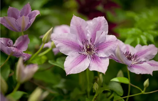 Clematis 'Nelly Moser' 