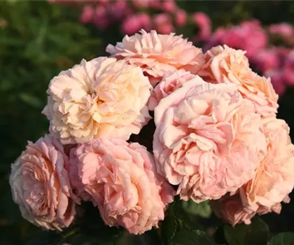 Rosa 'Amaretto'  Rosa 'Amaretto'