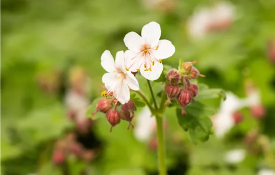 Geranium macrorrhizum 'Spessart' 
