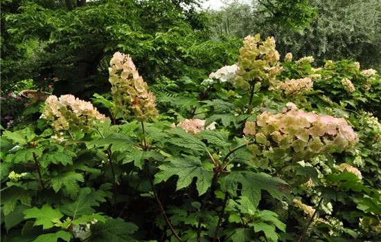 Hydrangea quercifolia 'Snow Queen'