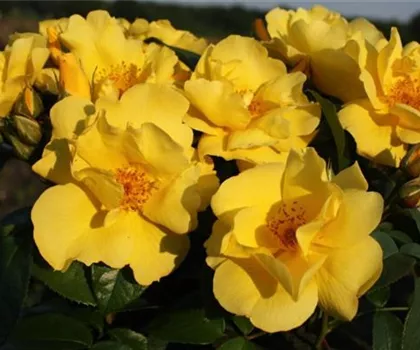 Rosa 'Lemon Fizz'  Rosa 'Lemon Fizz'