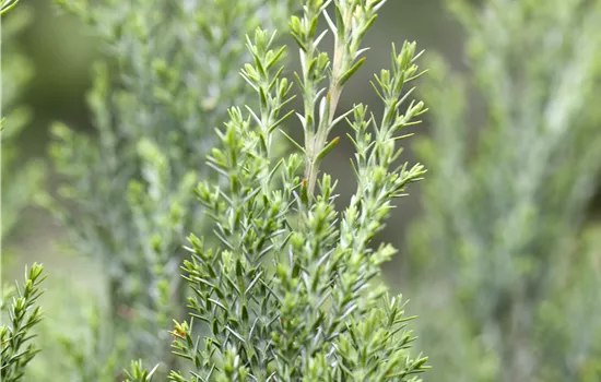 Chamaecyparis lawsoniana 'Ellwoodii' 