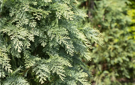 Chamaecyparis lawsoniana 'Globosa' 