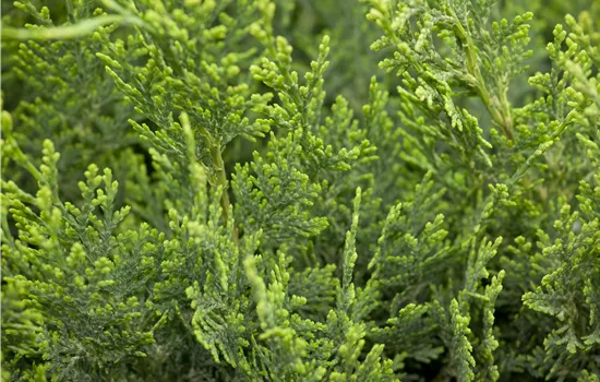 Chamaecyparis lawsoniana 'White Spot' 