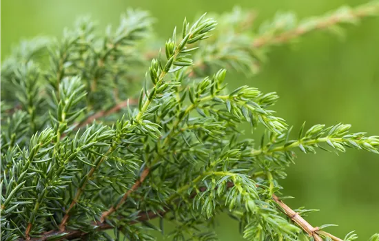 Juniperus squamata 'Holger'