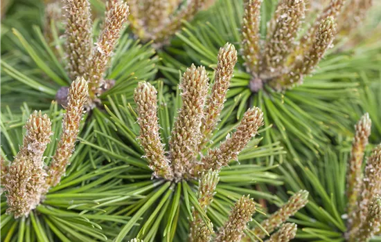 Pinus mugo 'Klostergrün'