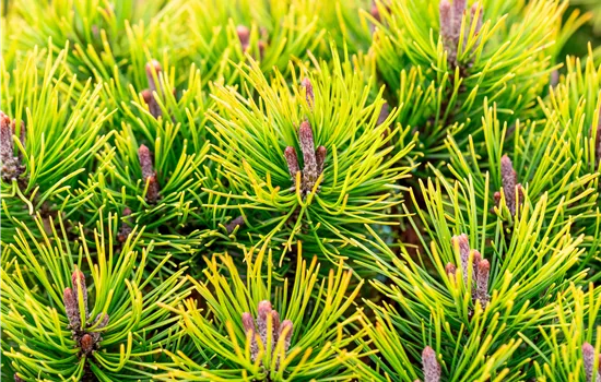 Pinus mugo 'Ophir'