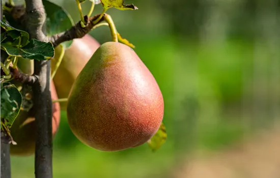 Pyrus communis 'Star Crimson' 