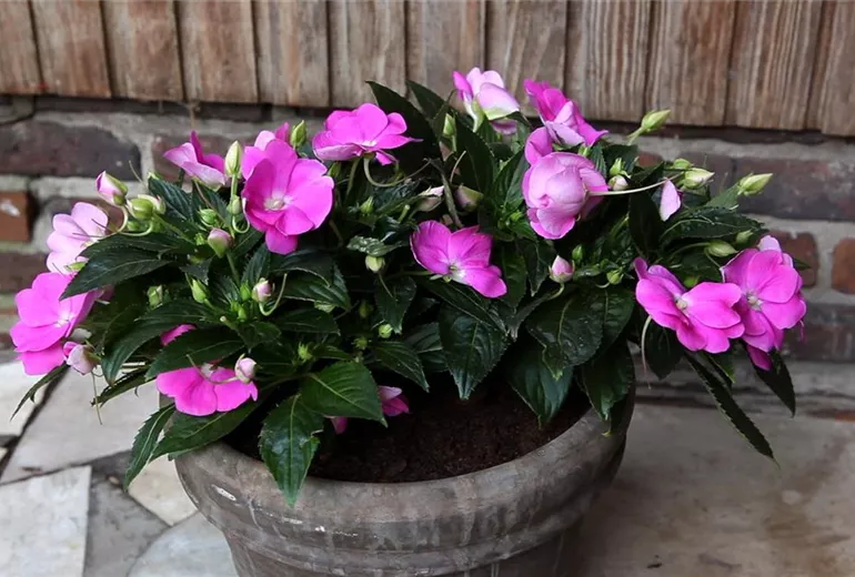 Edellieschen - Einpflanzen in ein Gefäß (1)