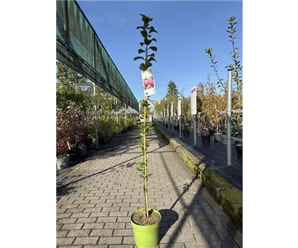 Prunus domestica 'Columnar Ruby' 