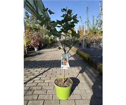 Prunus armeniaca 'Orange Beauty'