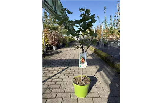 Prunus armeniaca 'Orange Beauty'