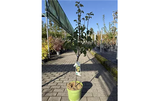 Pyrus communis 'Delsanne' 