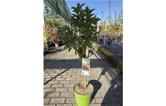 Prunus cerasus 'Maynard' 