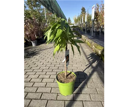 Prunus persica 'Bonanza' 