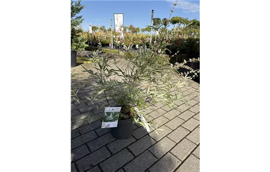 Vitex agnus-castus 'Albus' 