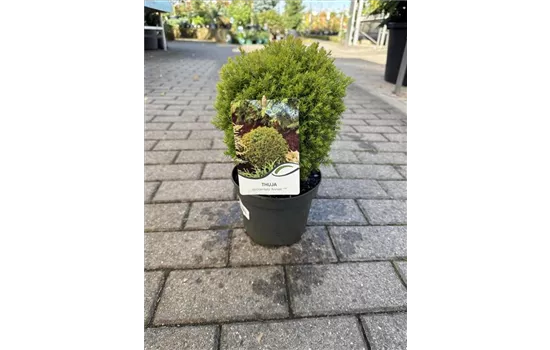 Thuja occidentalis 'Anniek' 
