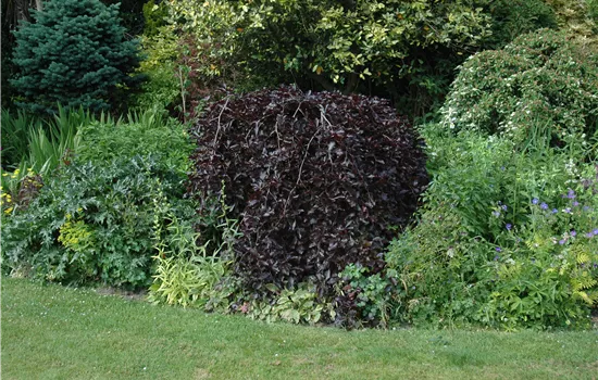 Fagus sylvatica 'Purpurea Pendula' 