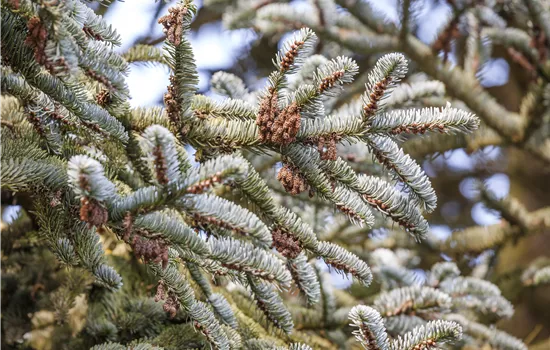 Abies koreana 