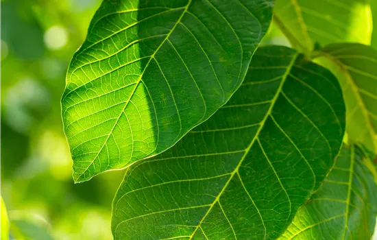 Juglans regia 'Broadview' 