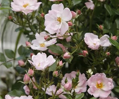 Rosa 'Sternenhimmel' 