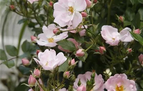 Rosa 'Sternenhimmel' 