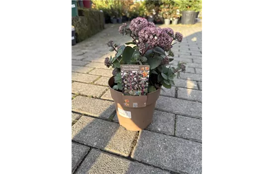 Sedum telephium 'Seduction Cherry Chocolate' 