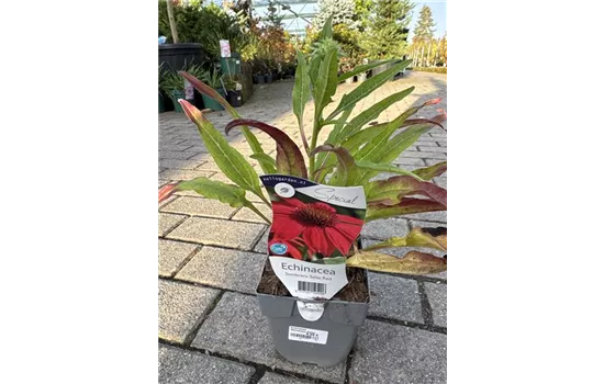 Echinacea purpurea 'Sombrero Salsa Red' 