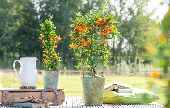 Pyracantha coccinea 'Orange Glow' 