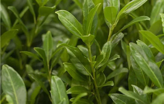 Prunus laurocerasus 'Herbergii'