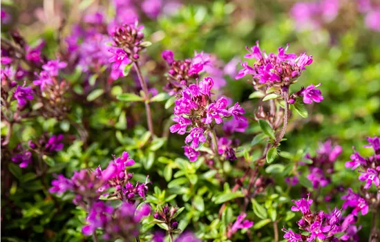 Thymus praecox 'Red Carpet' 