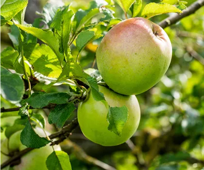 Malus domestica 'Batullenapfel' 