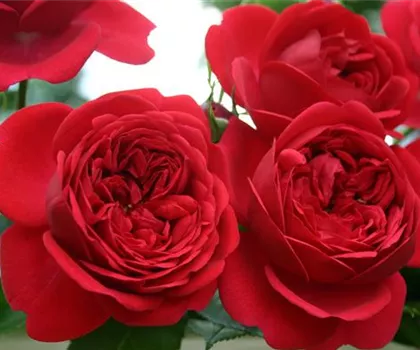 Rosa 'Out of Rosenheim' 