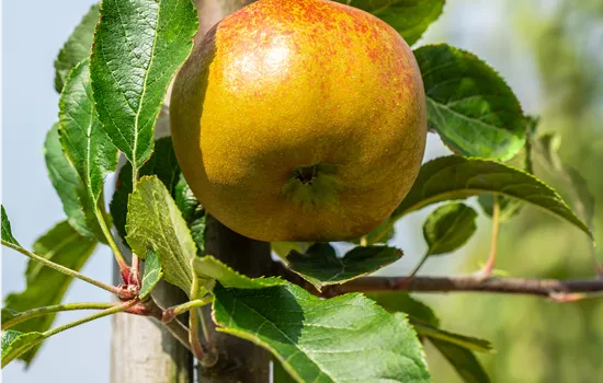 Malus domestica 'Melrose' 