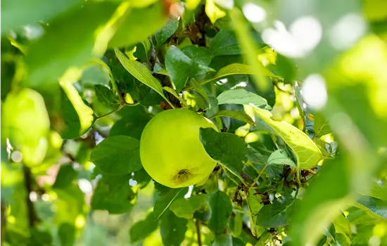 Malus domestica 'Seestermüher Zitronenapfel' 